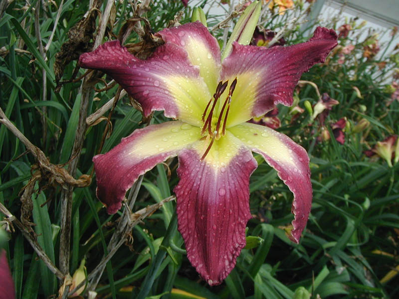 Floodgates Of Heaven